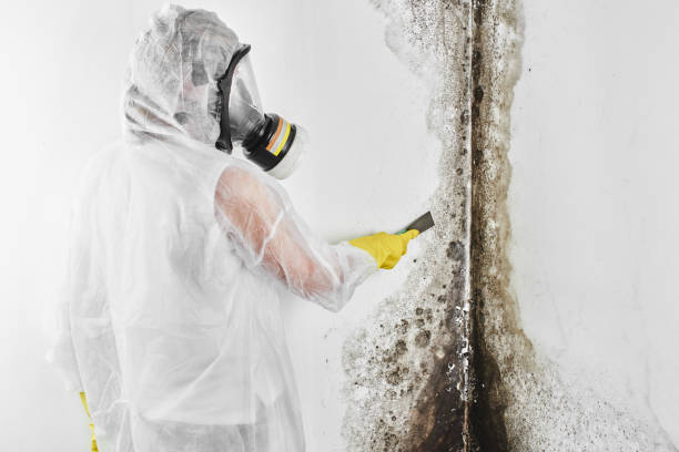 Best Best Mold Removal Companies  in New London, WI