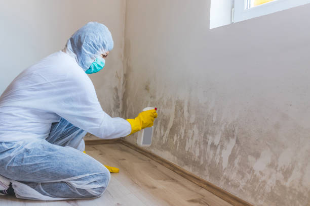 Mold Removal Process in New London, WI