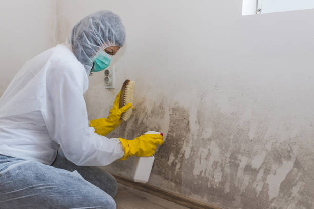 Best Mold Removal Process  in New London, WI