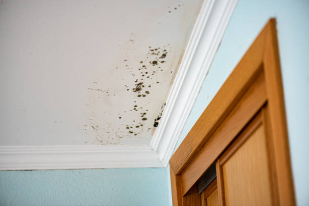 Mold Removal and Inspection in New London, WI