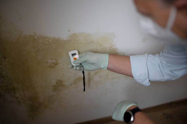 Best Residential Mold Removal  in New London, WI