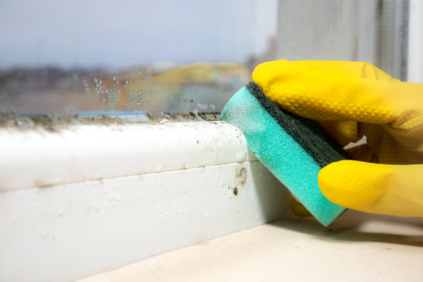 Best Home Mold Removal  in New London, WI