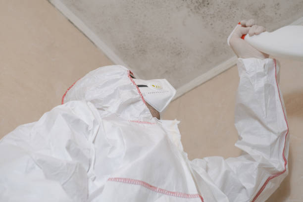 Best Black Mold Removal  in New London, WI