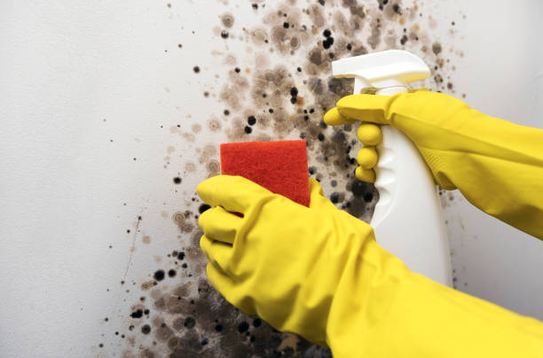 Best Mold Testing  in New London, WI