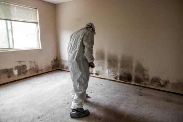 Best Local Mold Removal Service  in New London, WI