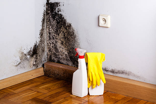 Best Residential Mold Removal  in New London, WI