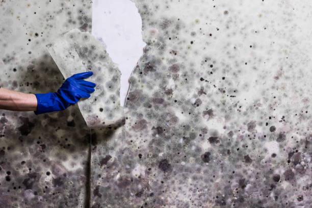 Professional Mold Removal in New London, WI